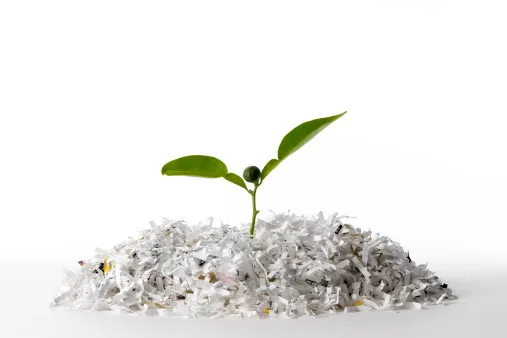 A plant grows from a base of shredded paper, showcasing the potential for life to flourish in repurposed materials.